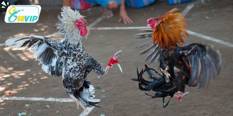 Top các hình thức đá gà 68VIP mà bạn nên thử