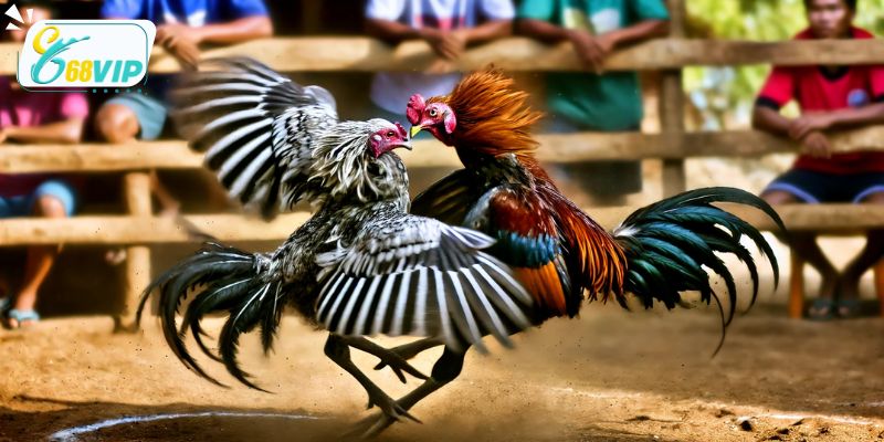 Tỷ lệ kèo cựa dao mà hội viên có thể tham gia tại 68VIP