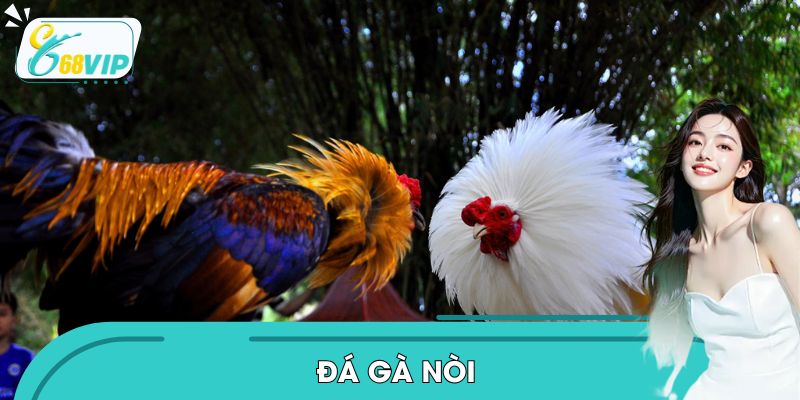Tìm Hiểu Về Đá Gà Nòi – Tinh Hoa Trong Làng Chọi Kê Hấp Dẫn