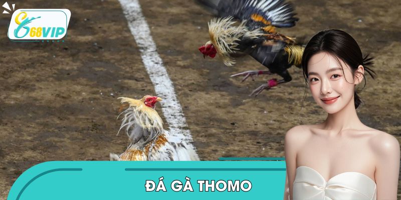 Đá Gà Thomo - Trực Tuyến Những Cuộc Đấu Gà Chuẩn HD Ở 68VIP