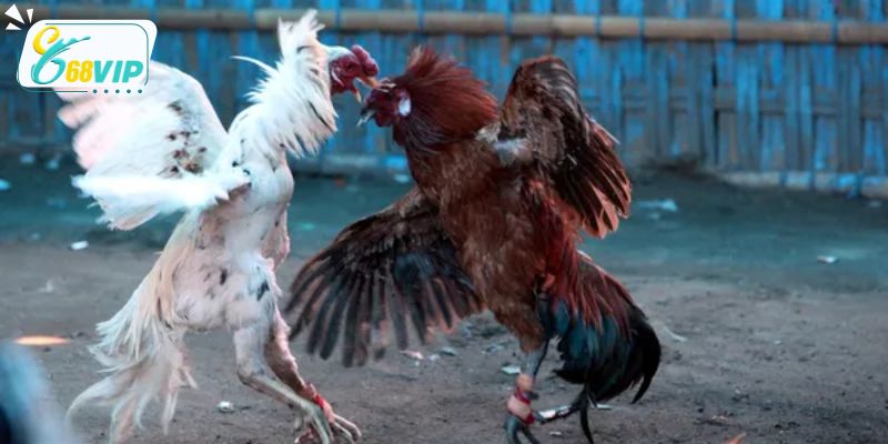 Điều gì khiến đá gà Thomo tại 68VIP nổi bật h?